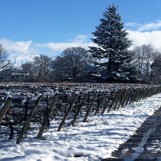 Small-production, hand-made wines from high-altitude vineyards