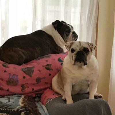 my 2 bullies own me. Ziva who was 11 went OTRB on 04/2017, Jethro was 13 when he OTRB and the baby Eleanore who is 6.