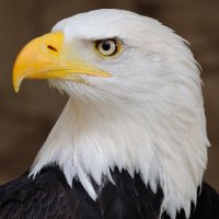 Newton Athletics (@newtoneaglead) 's Twitter Profile Photo Newton Athletics (@newtoneaglead) 's Twitter Profile Photo