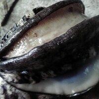 愛媛宇和島【由良のアワビ屋】 (@yuranoawabiya) Twitter profile photo