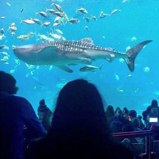 RossellyMart's profile picture. SDA, I like Movies, Books and Music. Real Madrid and F1