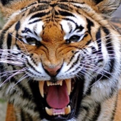 JimmyTheTiger3 Profile Picture