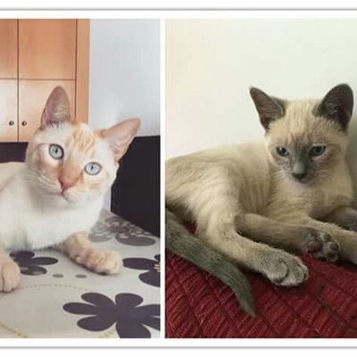 VeroBallester's profile picture. Graduada en turismo y TCP