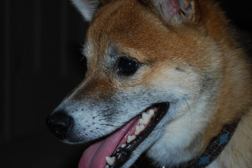 Shiba Inu from Missouri living in Kansas. Love to eat acorns, get into heated arguments with large labs and bark at small children.