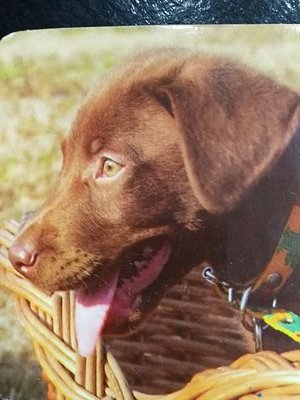 SusanaMonzn1's profile picture.
