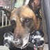 K9 Tazor (@k9tazor) Twitter profile photo K9 Tazor (@k9tazor) Twitter profile photo