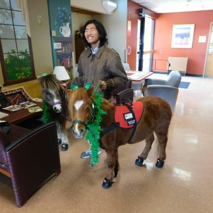 I am Jacob and I use my mini horses to visit kids that are medically compromised and veterans in the hospital. I have very low vision but that doesn't stop me.