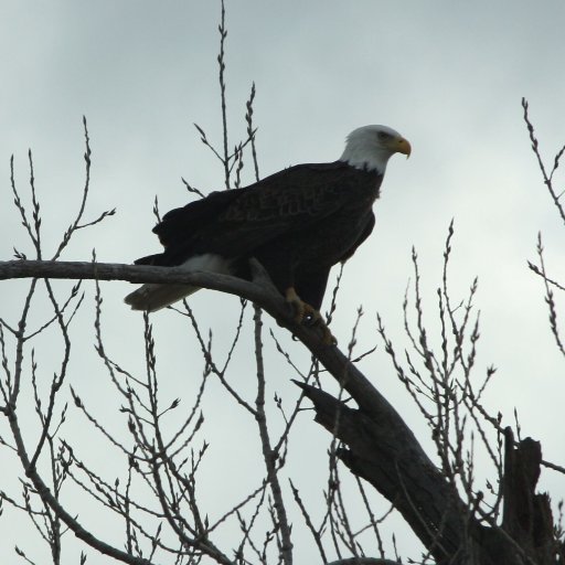 Eagles Landing Resort offers family fun & beautiful surroundings at Grand Lake in Oklahoma. We are a RV resort with 130 sites and 22 cabins available for rent.