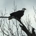 EaglesLanding (@eagleslanding0k) Twitter profile photo EaglesLanding (@eagleslanding0k) Twitter profile photo