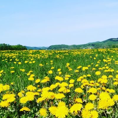 北海道オホーツク方面の山の方で牛を飼ってます。