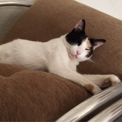 miaunarede's profile picture. Benjamin Button do Sucesso