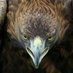 Erman (@ermancanakkale) Twitter profile photo Erman (@ermancanakkale) Twitter profile photo