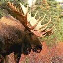 ZACKARY SMITH - @mooselova - Twitter