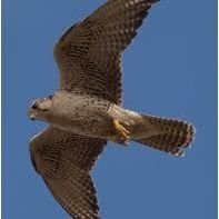 BiMongolErKhun's profile picture. 