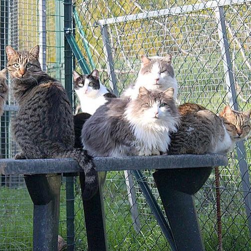 Gattile AMA di Bagno a Ripoli, FI - adozioni gatti, Firenze e provincia