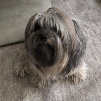 ✞ (@estherwuff) 's Twitter Profile Photo