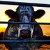 CowspiracyBot (@cowspiracybot) Twitter profile photo CowspiracyBot (@cowspiracybot) Twitter profile photo