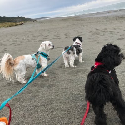 Follow Jakey, Arty and Rosy’s adventures on the Northy North Coast of California and beyond!