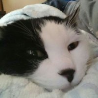 ニャンコ (@fe226688) 's Twitter Profile Photo