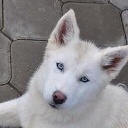 白いイヌ 黒い砂漠 White Dog0703 Twitter 白いイヌ 黒い砂漠 White Dog0703 Twitter