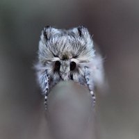 Vicky Buckel (@vickybuckel) 's Twitter Profile