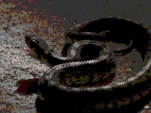 Corugirl's profile picture. 