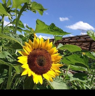 sidare5441's profile picture. 