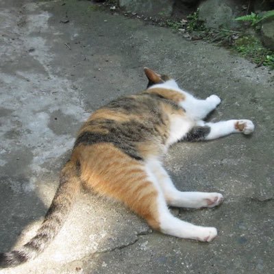 yoipparino's profile picture. じまではなくしまです。