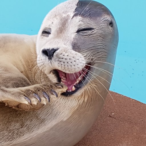 Natureland Seal Sanctuary Skegness🦭Established 1965 Rescue,rehab and release of orphaned and injured seal pups ❤️‍🩹https://t.co/1cRZlzIvBn