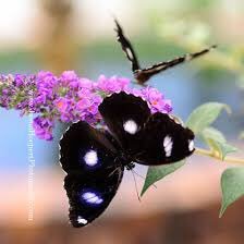 babedow77's profile picture. 