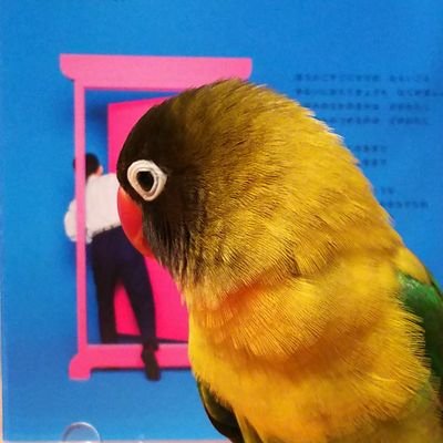 ♡星野源
♡山口一郎
♡ボタンインコのめい
       知りたいと思うには
全部違うと知ることだ