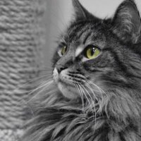 Carroll County Vet (@carrollcovet) 's Twitter Profile