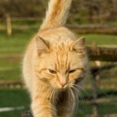 urkmiu's profile picture. 🐶🐱🐭🐹🐰🐻🐼🐨🐯🦁🐮🐷🐸🐵🦍🐔🐧🐦🐺🦊🦝🐗🐴🦓🦒🦌🦘🦄🐝🦋🐞🐜🐠🐟🐬🐳🐋🐆🐅🐃🐄🐪🦙🐘🦏🐐🐏🐑🐿️🦔