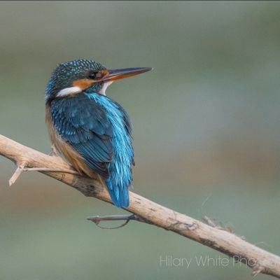 Nature lover, only a mad Englishwomen would go out everyday in Omans heat! Trying desperately to master the art of bird photography & show off Omans birds.