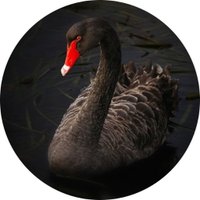 Ysbryd PPFOB 🕊🦊🐝🌳🌗🦔🦡🦇 (@ysbrydshadow) 's Twitter Profile