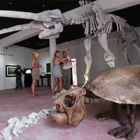 Museo de la Prehistoria (@museoprehistora) 's Twitter Profile