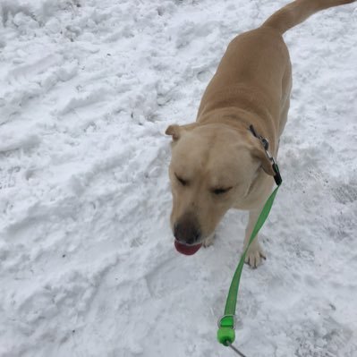 YorkeNiall's profile picture. 