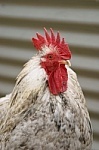 Get_ChickenCoop Profile Picture