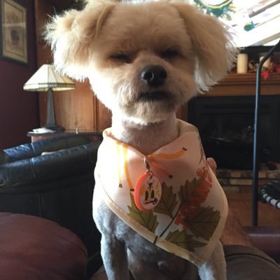 jssot1's profile picture. Retired, Democrat, Gym Rat, Sun Worshiper, Beach Lover, My best friend a 9lb Yorkie-Poo, Animal Lover, Not my President,California Resist #FBR
