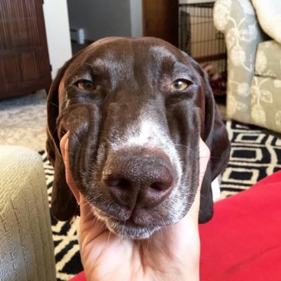 max_thepointer's profile picture. German Shorthaired Pointer living in Bk.