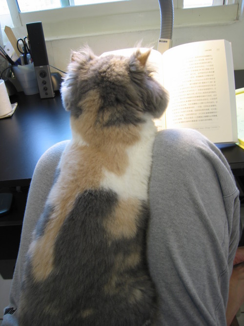 hungying_c's profile picture. Researching air rights, financialization, cultural economy and the urban. AP@ici_nccu.