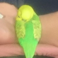 ぷく (@w_pukupuku) Twitter profile photo