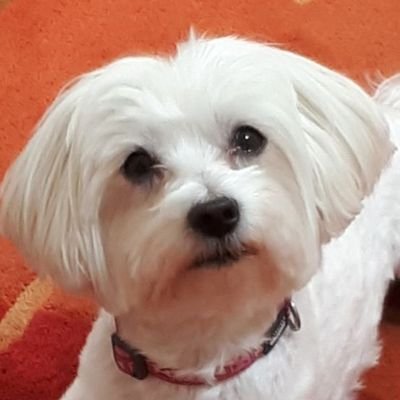 IsabelMibc's profile picture. licenciada en medicina y derecho. Republicana y roja