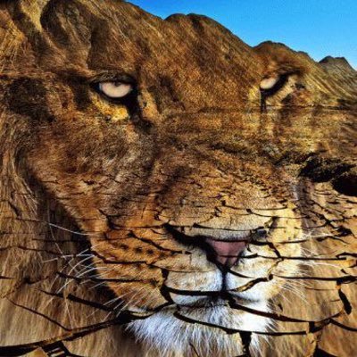 saferoad2's profile picture. 