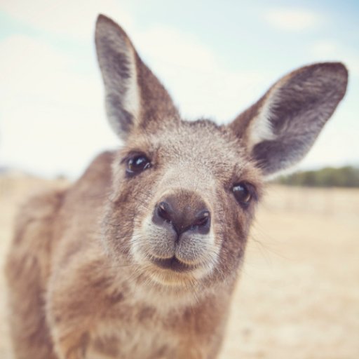 Skippy the Bush Kangaroo