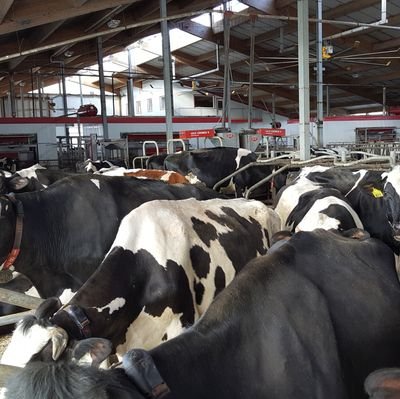 Boer45871120's profile picture. 