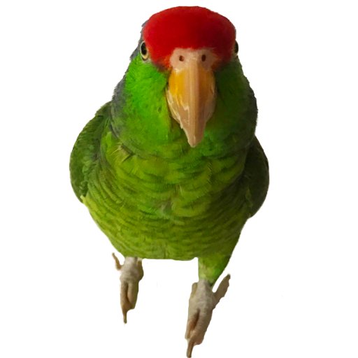 I'm a rescued red-crowned Amazon parrot with a lot to say. Oh, and I write Kindle kids books with my humans, Carla and Terry.