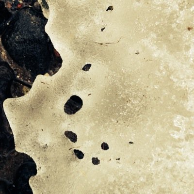 AstonishedLady's profile picture. my world runs on food, music & gardening.