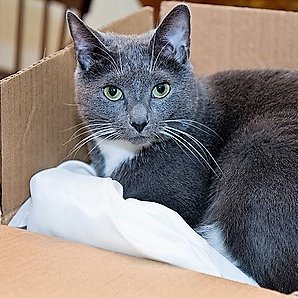 I am a pet lover, Shark Tank fan, and soon to be an entrepreneur. I have a beautiful little girl (my cat) who I am so blessed to have. #cats#lovecats #catlover
