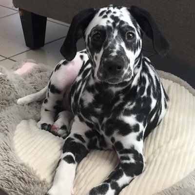 PDalmatian's profile picture. Dalmatian in PR, Born in September 30,2018